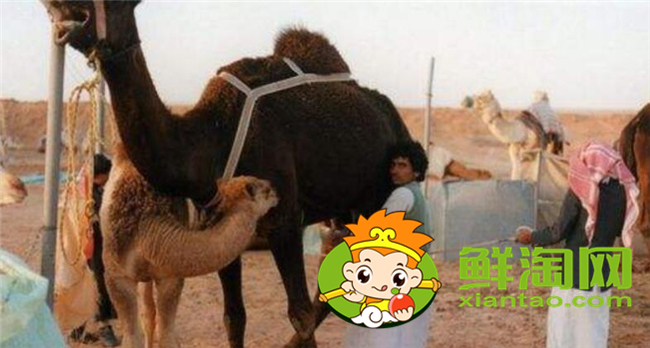 一只骆驼一年能产多少奶，骆驼奶喝一次多少才可以