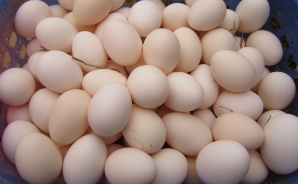 鸡蛋的养生功效有哪些？吃鸡蛋具有哪些养生功效？(1)