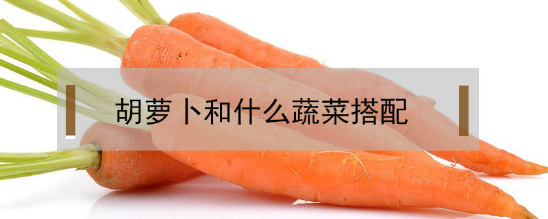 胡萝卜和什么蔬菜搭配