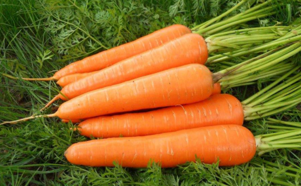 胡萝卜如何保养我们的肌肤？胡萝卜保养肌肤的方法有哪些？(1)