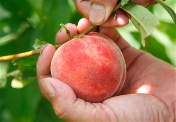 现在水蜜桃多少钱一斤 2018年水蜜桃价格是多少