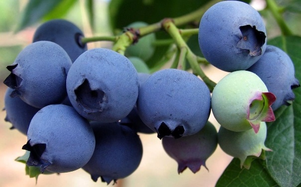 蓝莓糖尿病人可以吃吗？蓝莓糖尿病人能吃吗？(1)