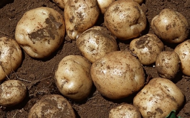 土豆怎么放不会发芽？不让土豆发芽方法有哪些？(1)