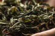 发霉的茶叶可以喝吗 怎么判断茶叶是否发霉