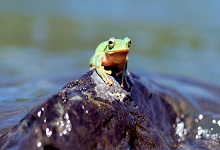 青蛙什么季节出现 青蛙是什么季节的