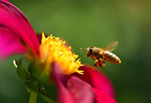蜜蜂窝怎么处理最安全 蜜蜂窝和马蜂窝的区别