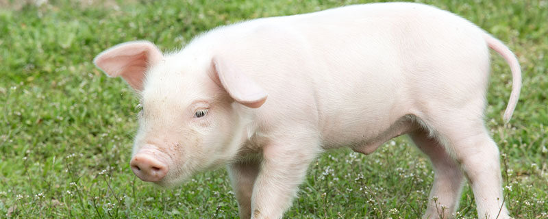 猪蓝耳病对母猪繁殖性能的影响及防控措施