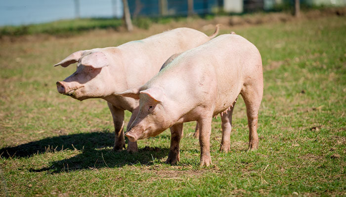 猪蓝耳病对母猪繁殖性能的影响及防控措施