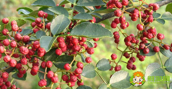 其实野花椒除了是一味药材,它还是一种调味料,使用方法同花椒一样,只